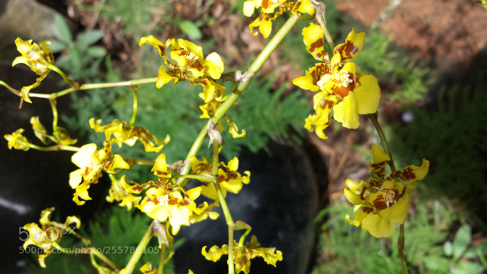 Samsung Galaxy S4 sample photo. Untitled photography