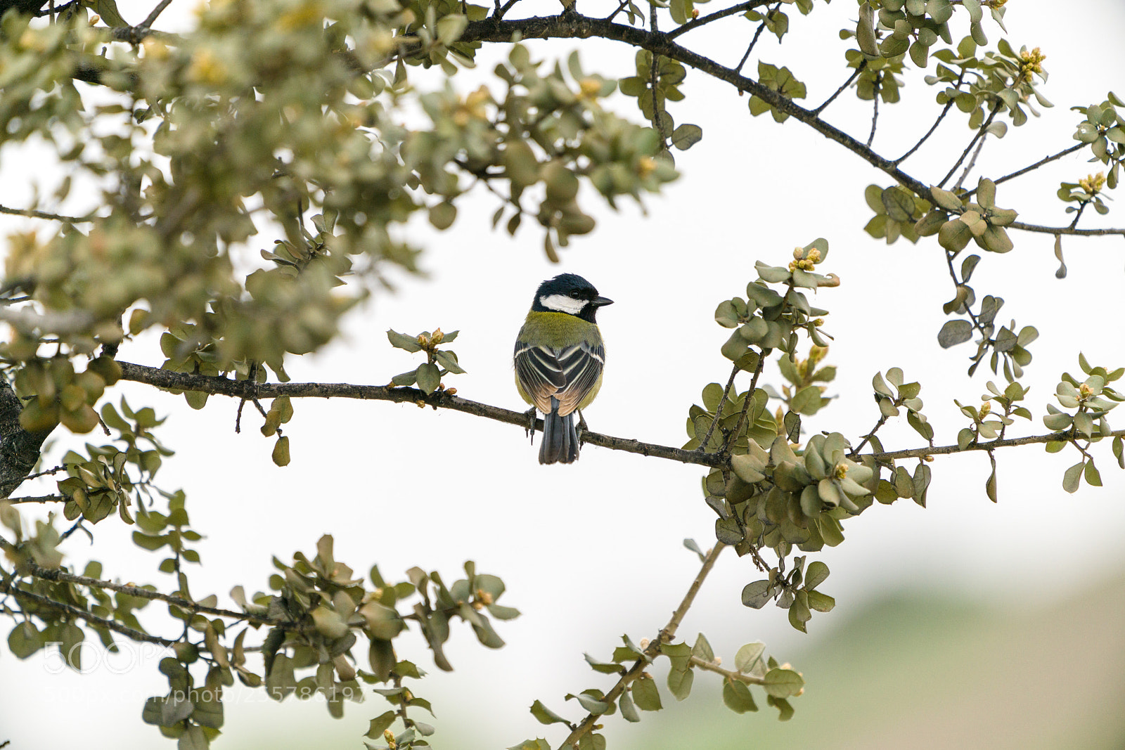 Sony a7R II sample photo. Parus major photography