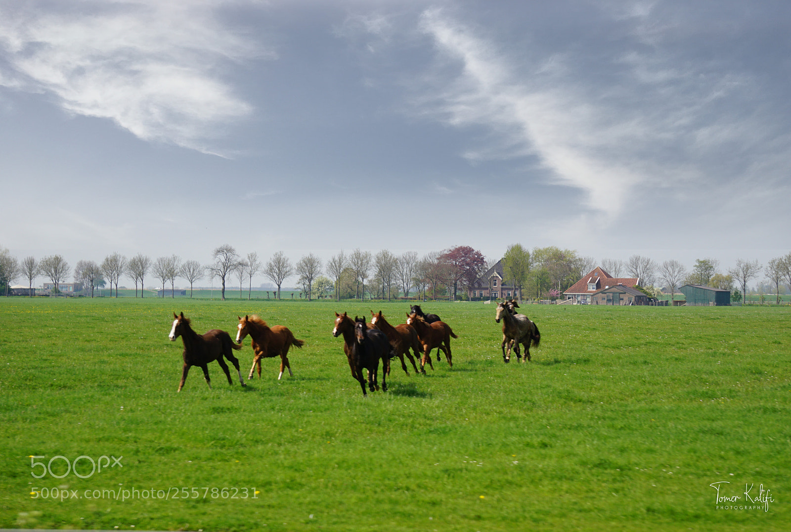 Sony a6000 sample photo. Horses photography