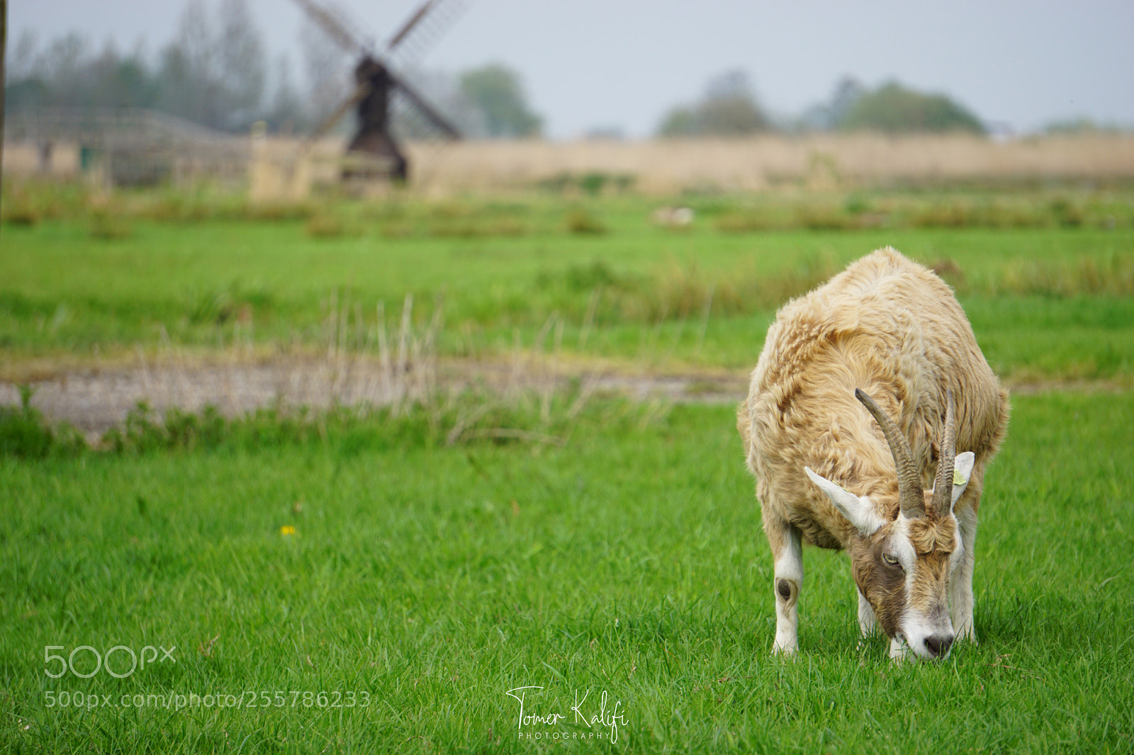 Sony a6000 sample photo. Dsc photography