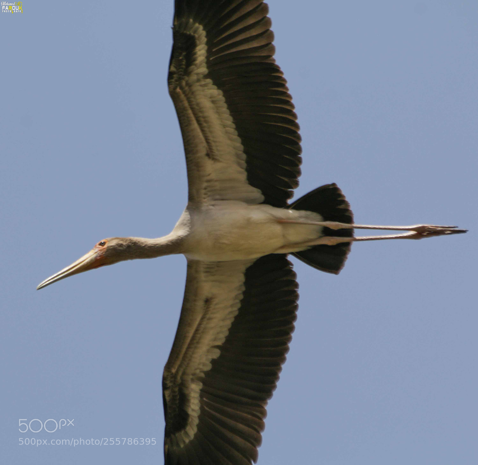 Canon EOS 70D sample photo. Yellow-billed stork photography
