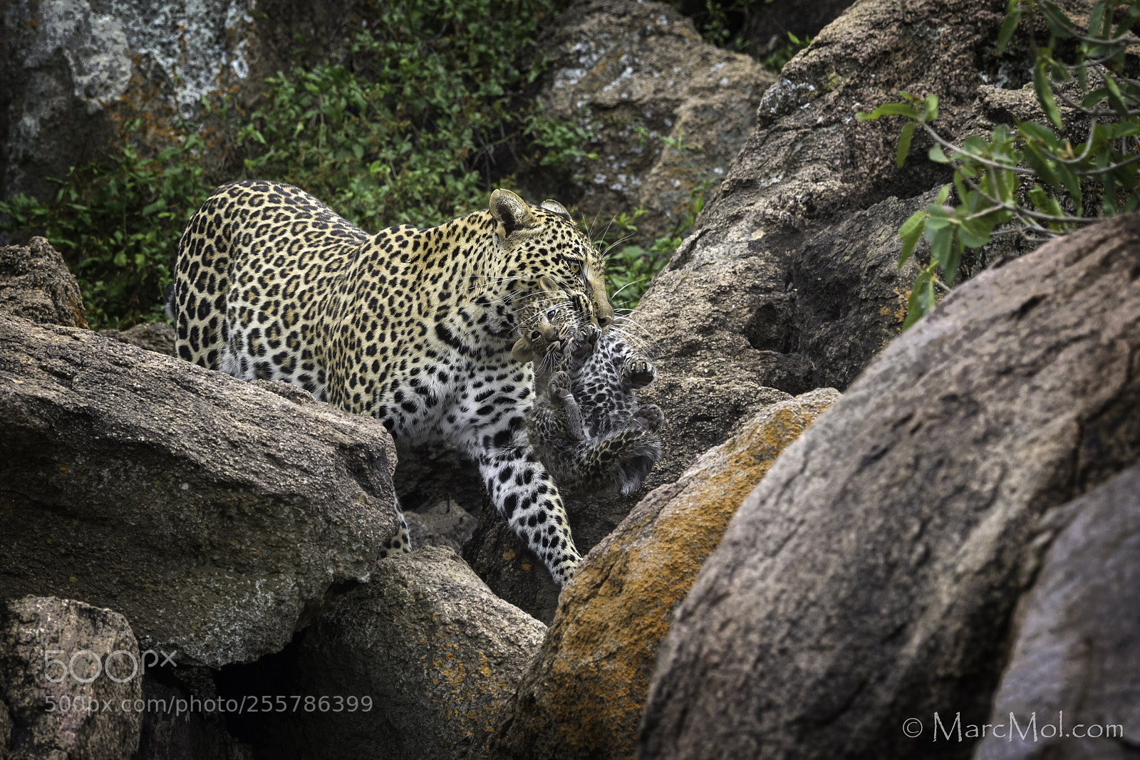 Nikon D5 sample photo. Leopardess carries her cub photography