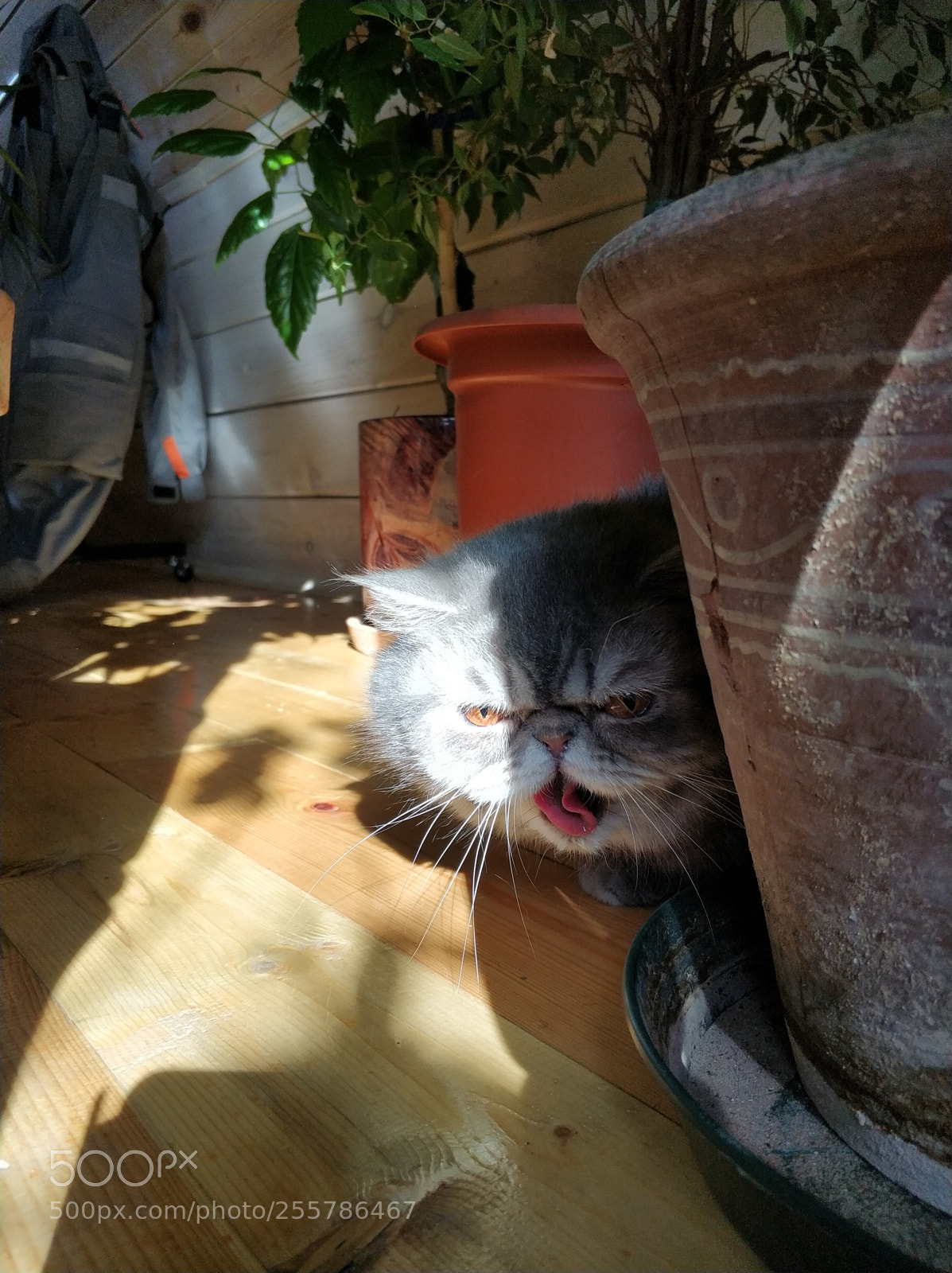 Xiaomi MI6 sample photo. Little evil cat photography