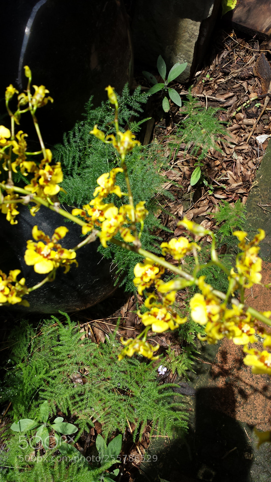 Samsung Galaxy S4 sample photo. Untitled photography