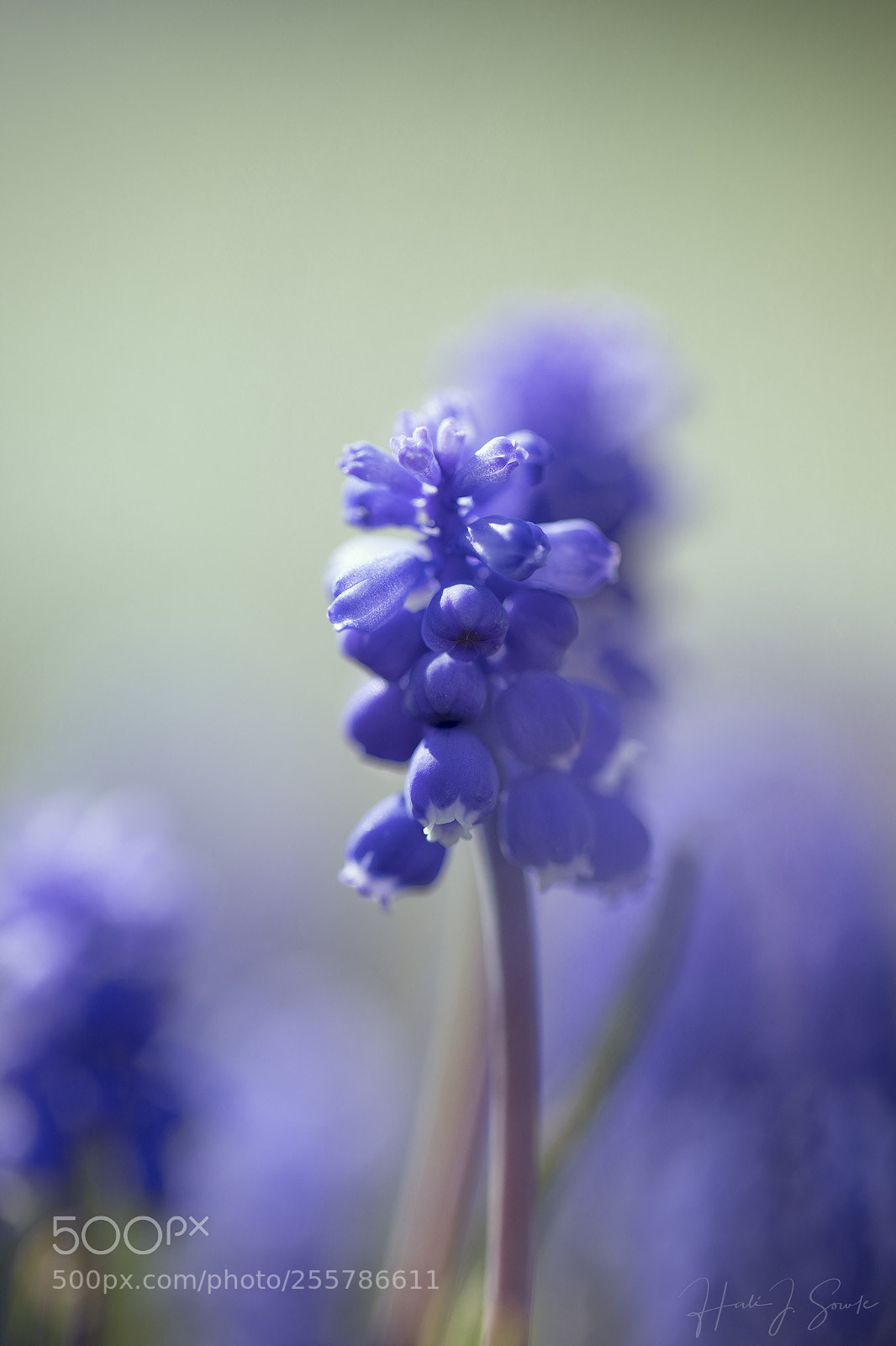 Canon EOS 5D Mark IV sample photo. Signs of spring photography