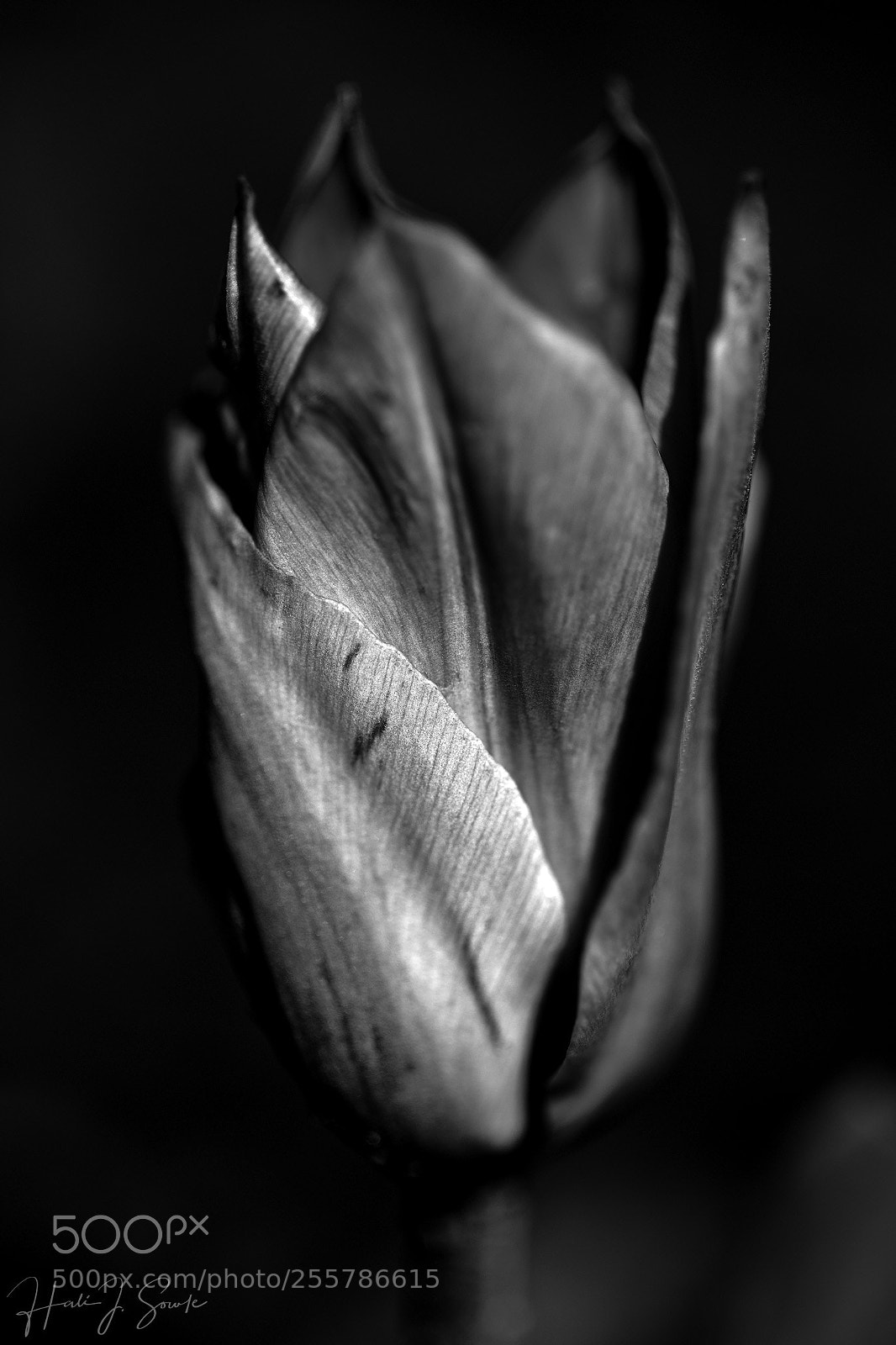 Canon EOS 5D Mark IV sample photo. Out of the dark photography