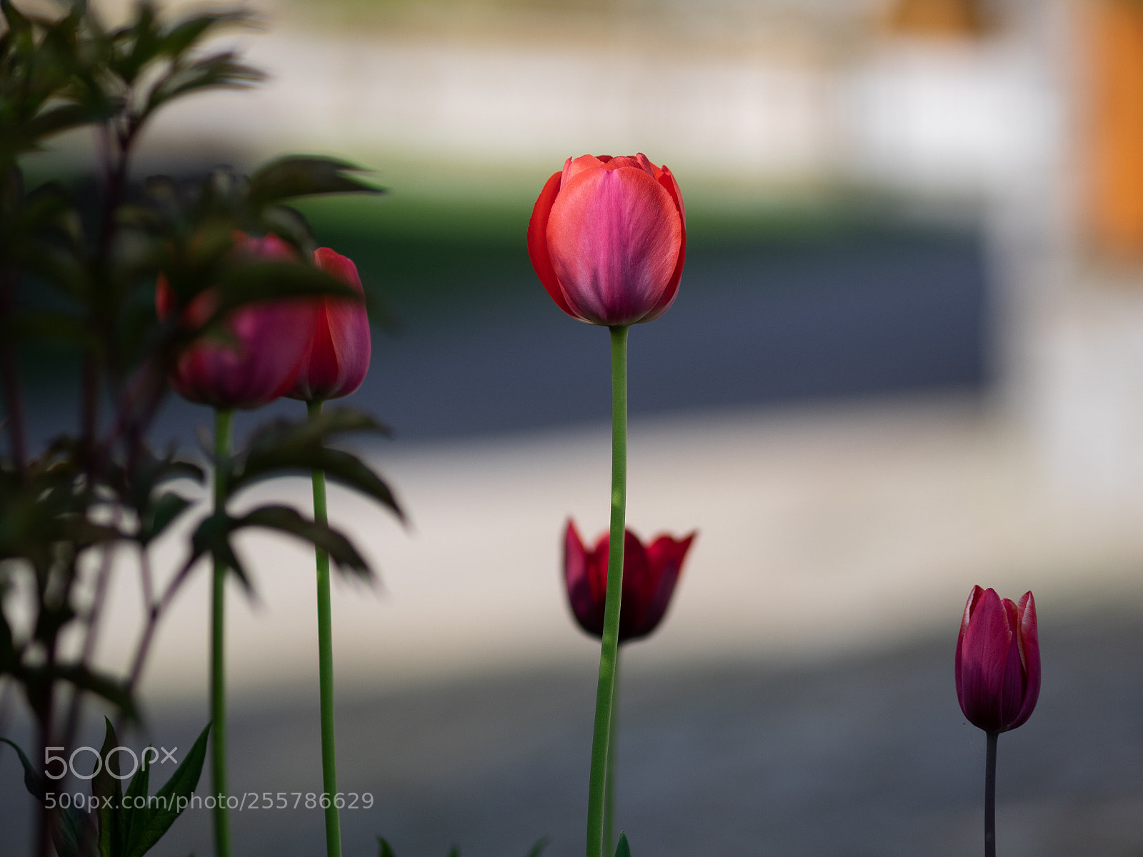 Olympus OM-D E-M1 sample photo. Tulpen photography