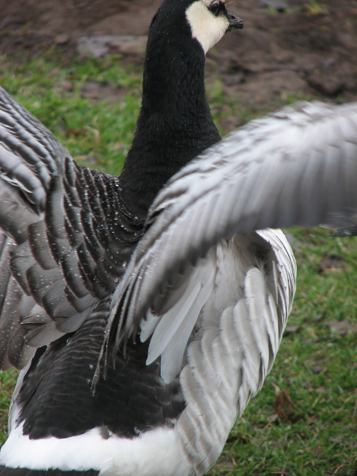 Canon POWERSHOT S3 IS sample photo. Like water off a duck's back photography