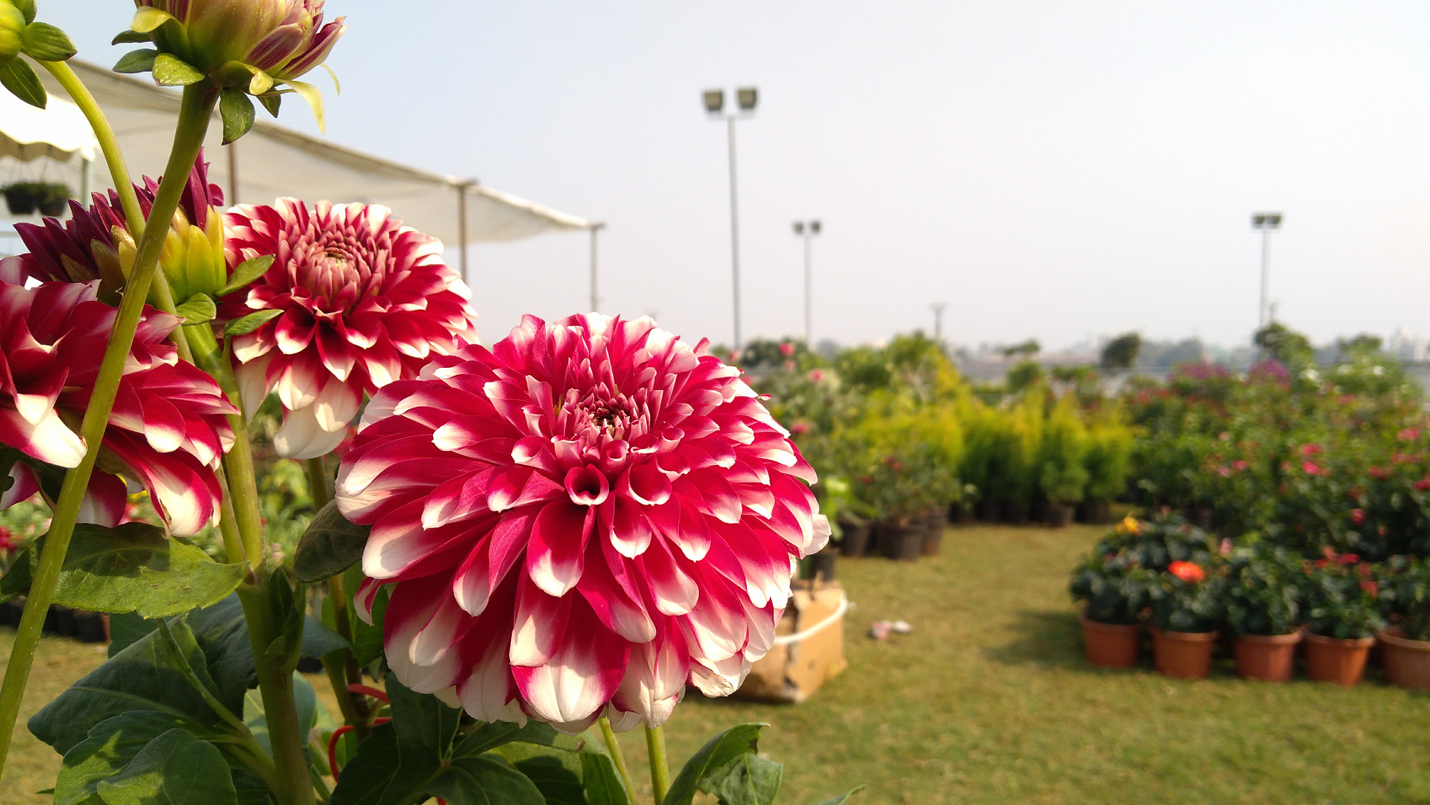 Lenovo K6 NOTE sample photo. Sunflower photography