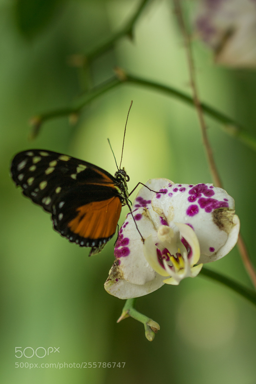 Canon EOS 700D (EOS Rebel T5i / EOS Kiss X7i) sample photo. Butterfly photography