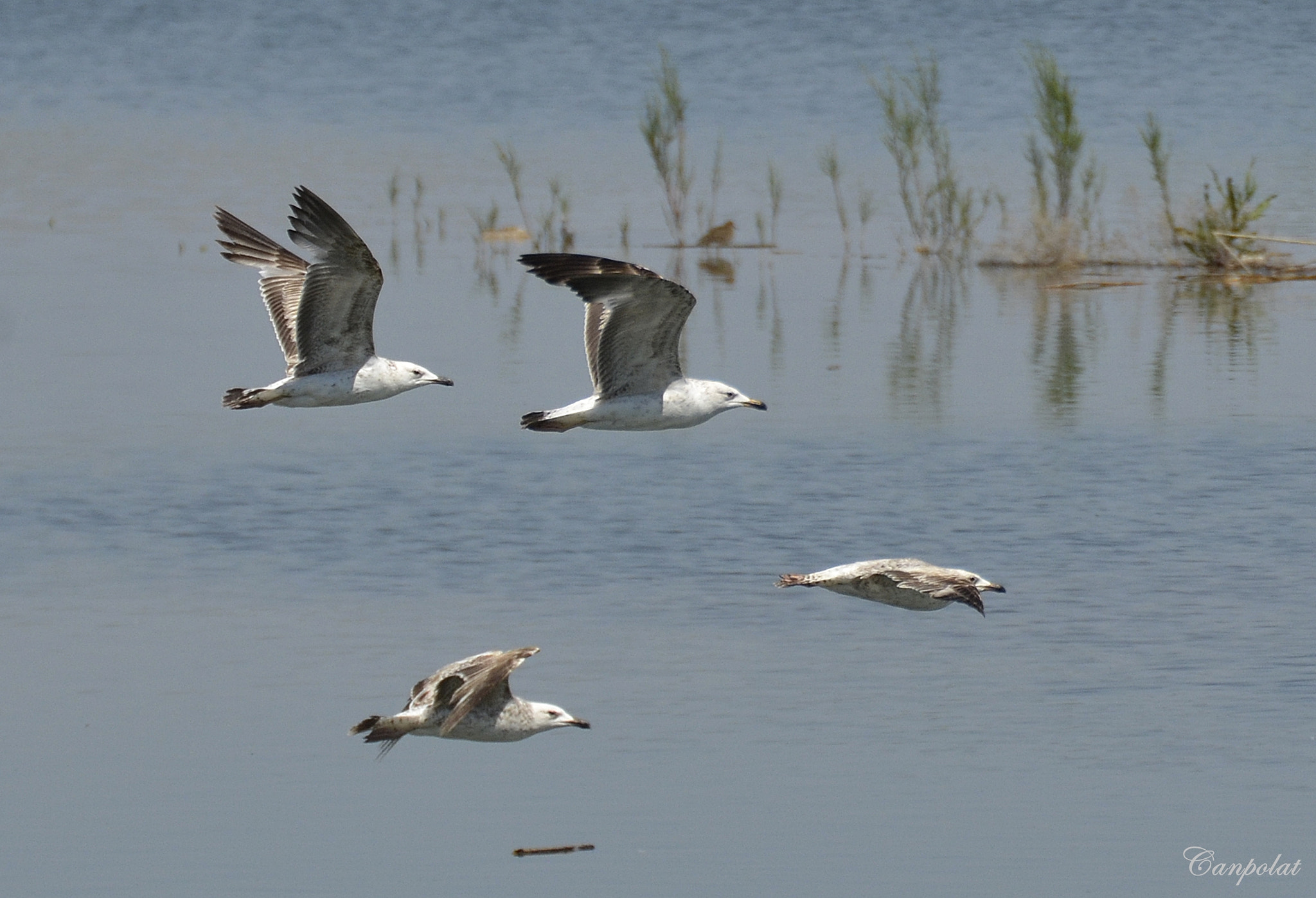 Nikon D7000 sample photo