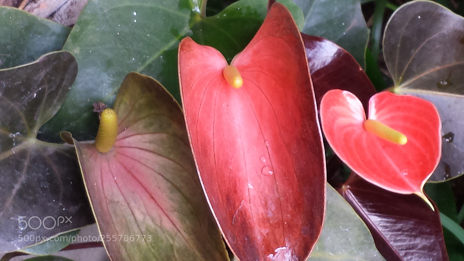 Samsung Galaxy S4 sample photo. Untitled photography