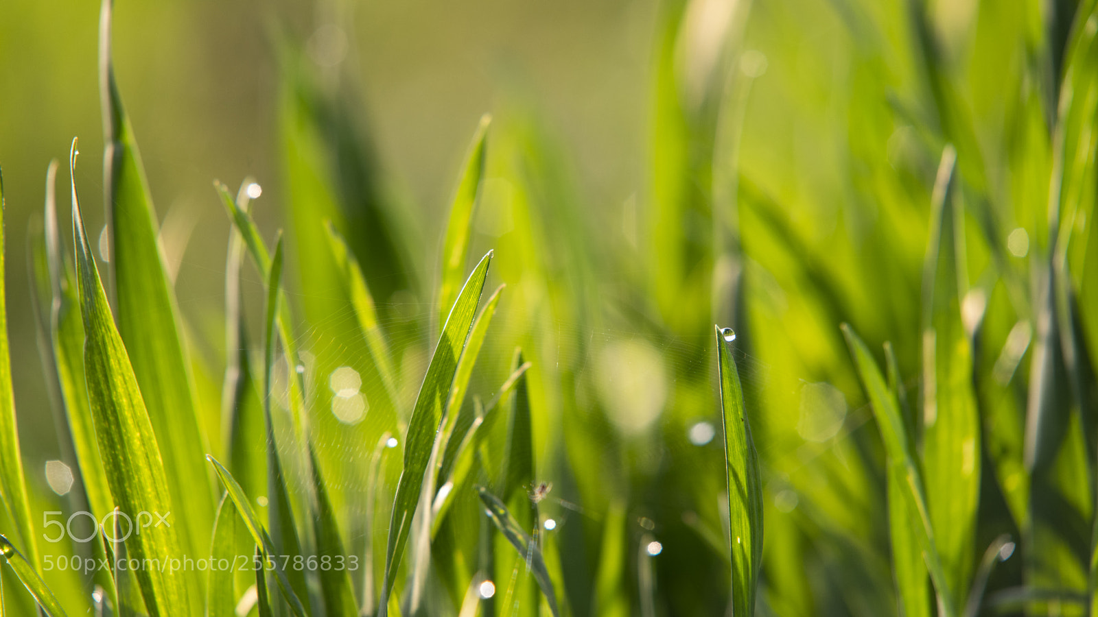 Pentax K-1 sample photo. Web side story photography
