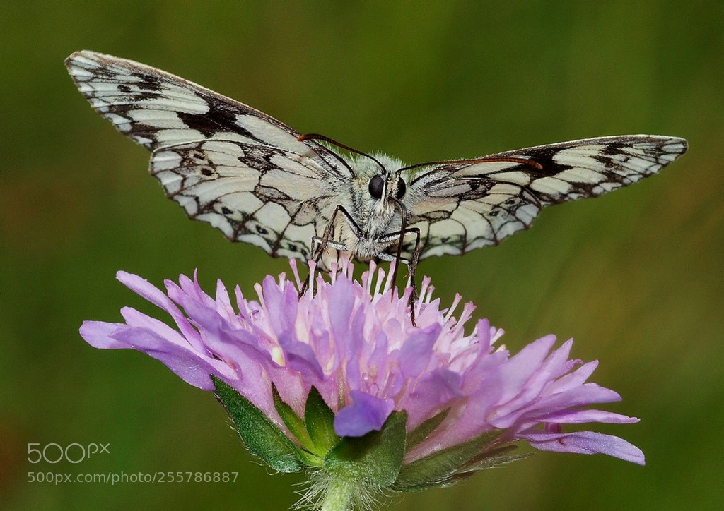 Olympus E-520 (EVOLT E-520) sample photo. Le demi-deuil (melanargia galathea photography