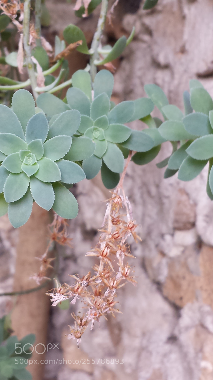 Samsung Galaxy S4 sample photo. Untitled photography