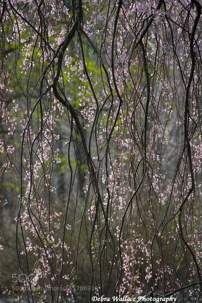 Nikon D7100 sample photo. Weeping cherry tree photography