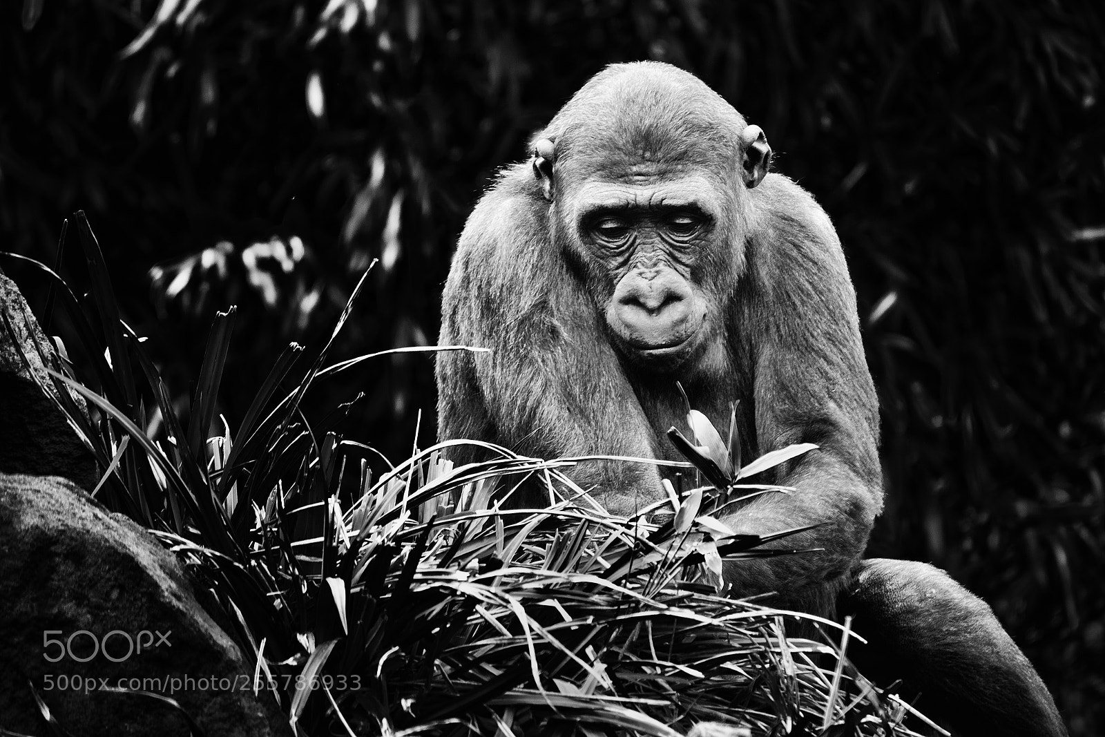 Canon EOS 77D (EOS 9000D / EOS 770D) sample photo. Gorilla looking for food photography