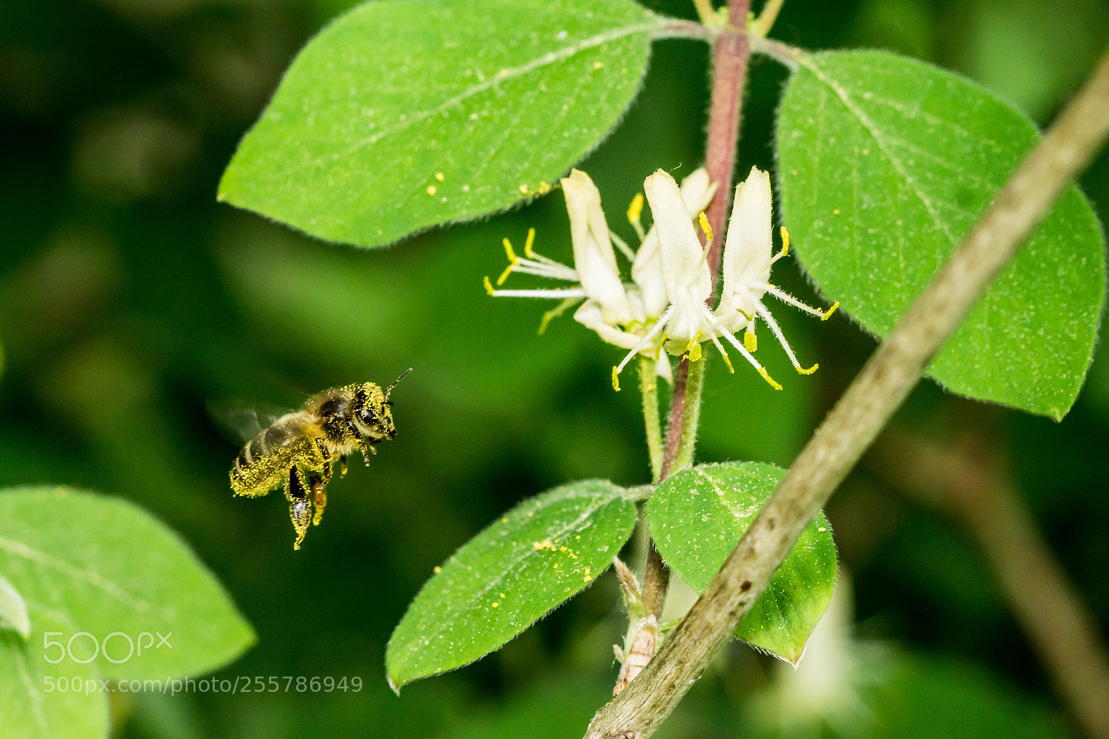 Sony a6000 sample photo. Honigbiene photography