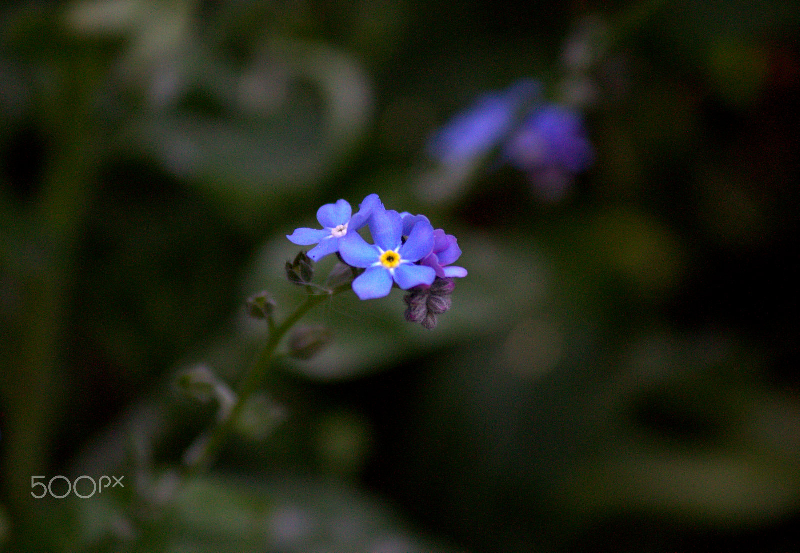 Canon EOS 1100D (EOS Rebel T3 / EOS Kiss X50) + Canon EF-S 55-250mm F4-5.6 IS sample photo. Forget me not photography