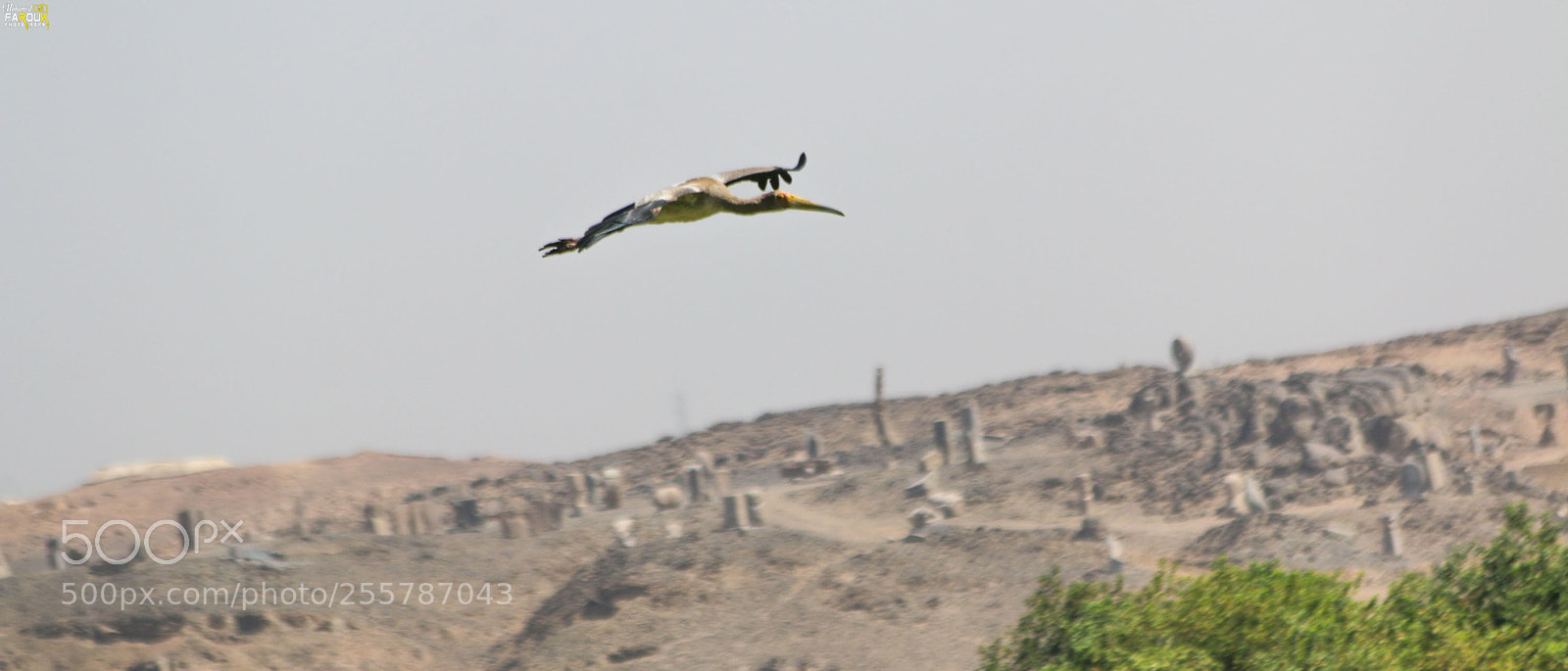 Canon EOS 70D sample photo. Yellow-billed stork photography