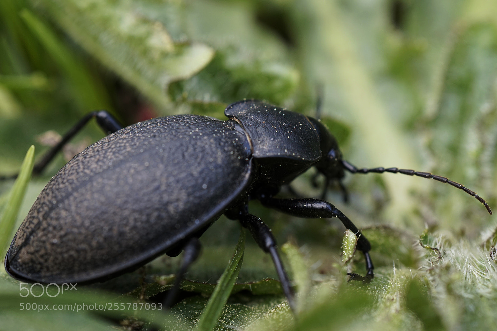 Sony Alpha a5000 (ILCE 5000) sample photo. Carabus photography