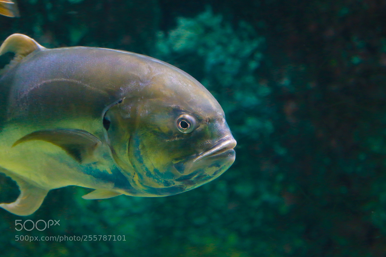 Canon EOS 6D sample photo. Fish photography