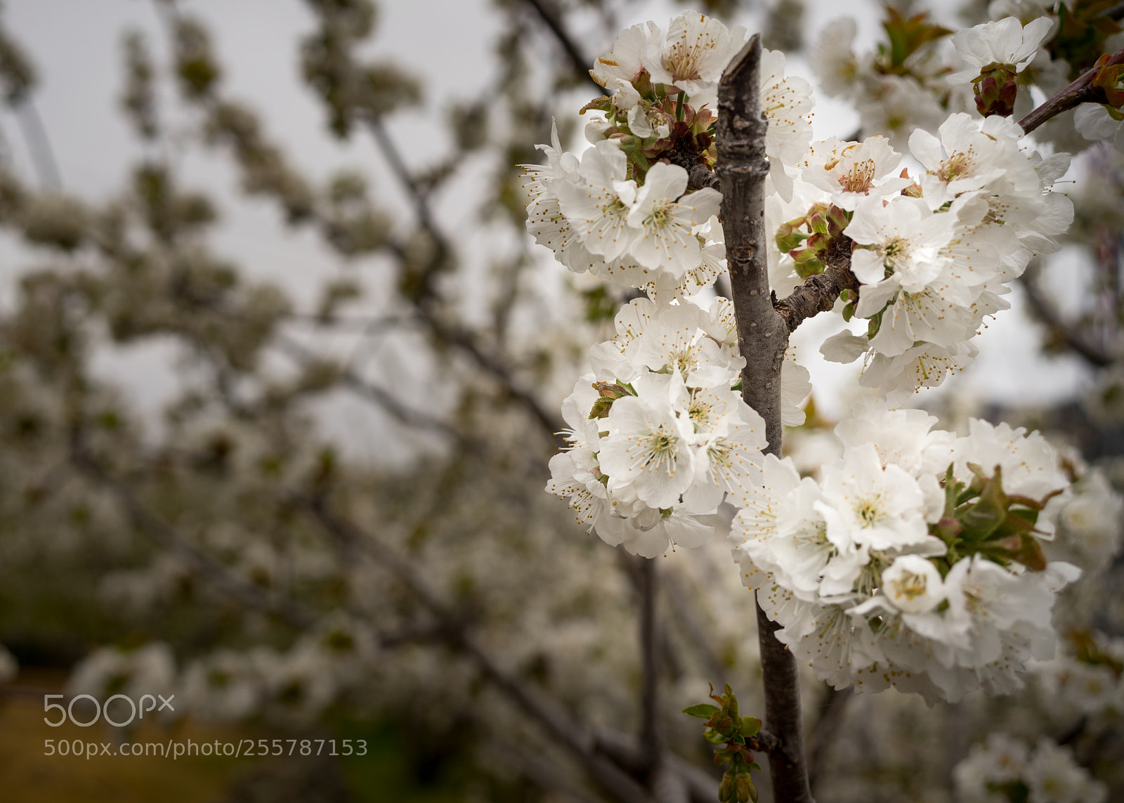 Sony a7 sample photo. Cerezos en flor photography