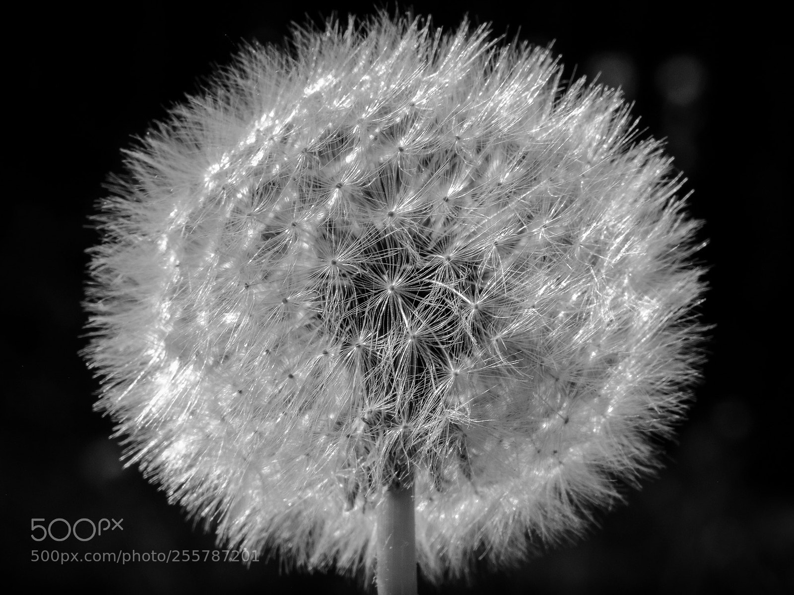 Fujifilm X-T2 sample photo. Pusteblumenzeit photography