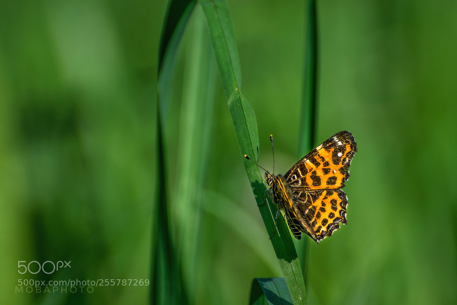 Nikon D3300 sample photo. Butterfly photography