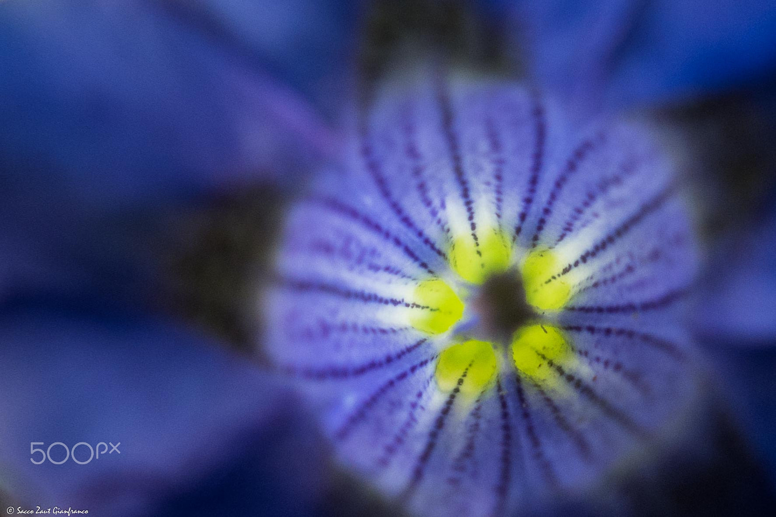 Leica V-Lux (Typ 114) sample photo. Gentian photography