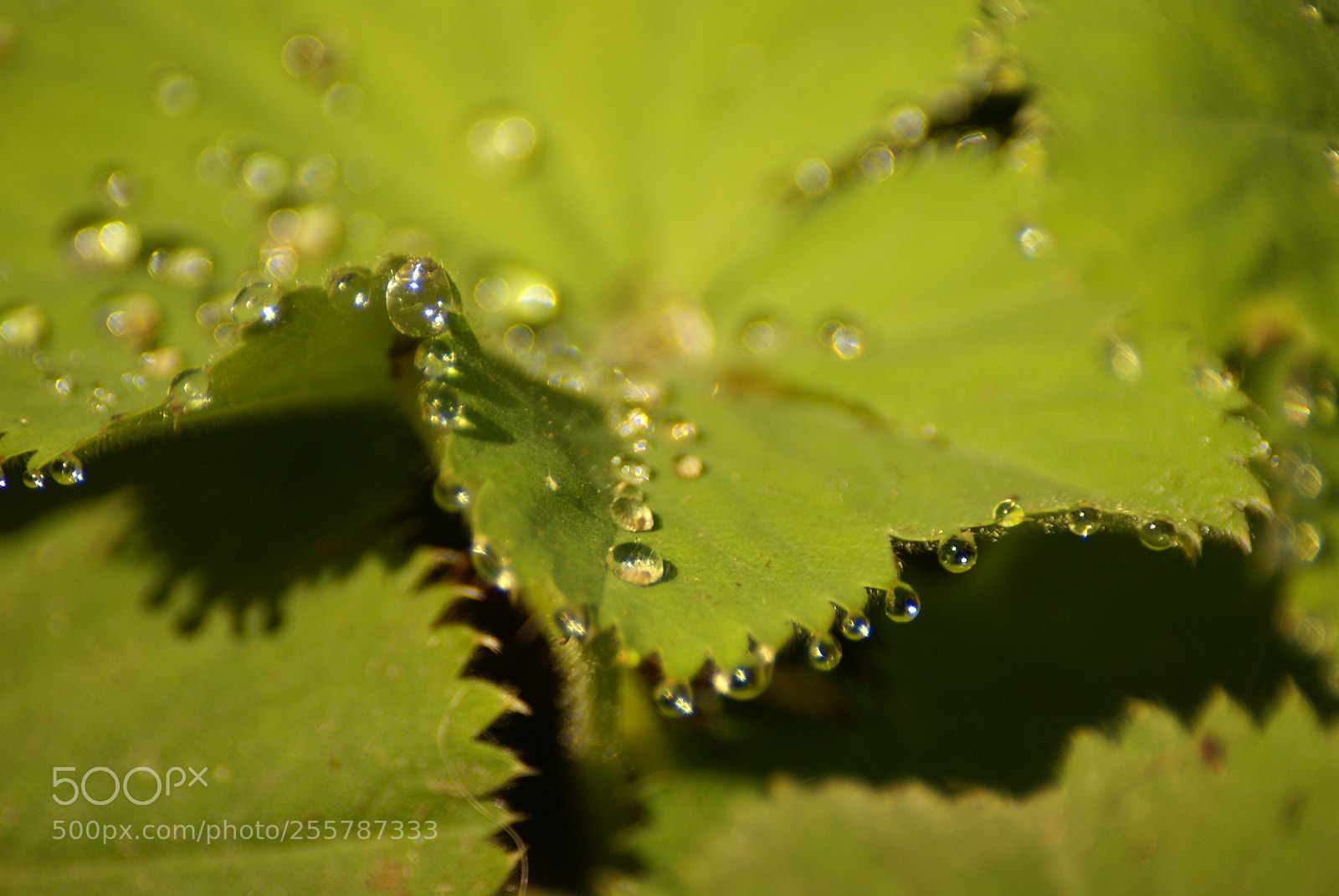 Sony Alpha DSLR-A100 sample photo. Dew drops photography