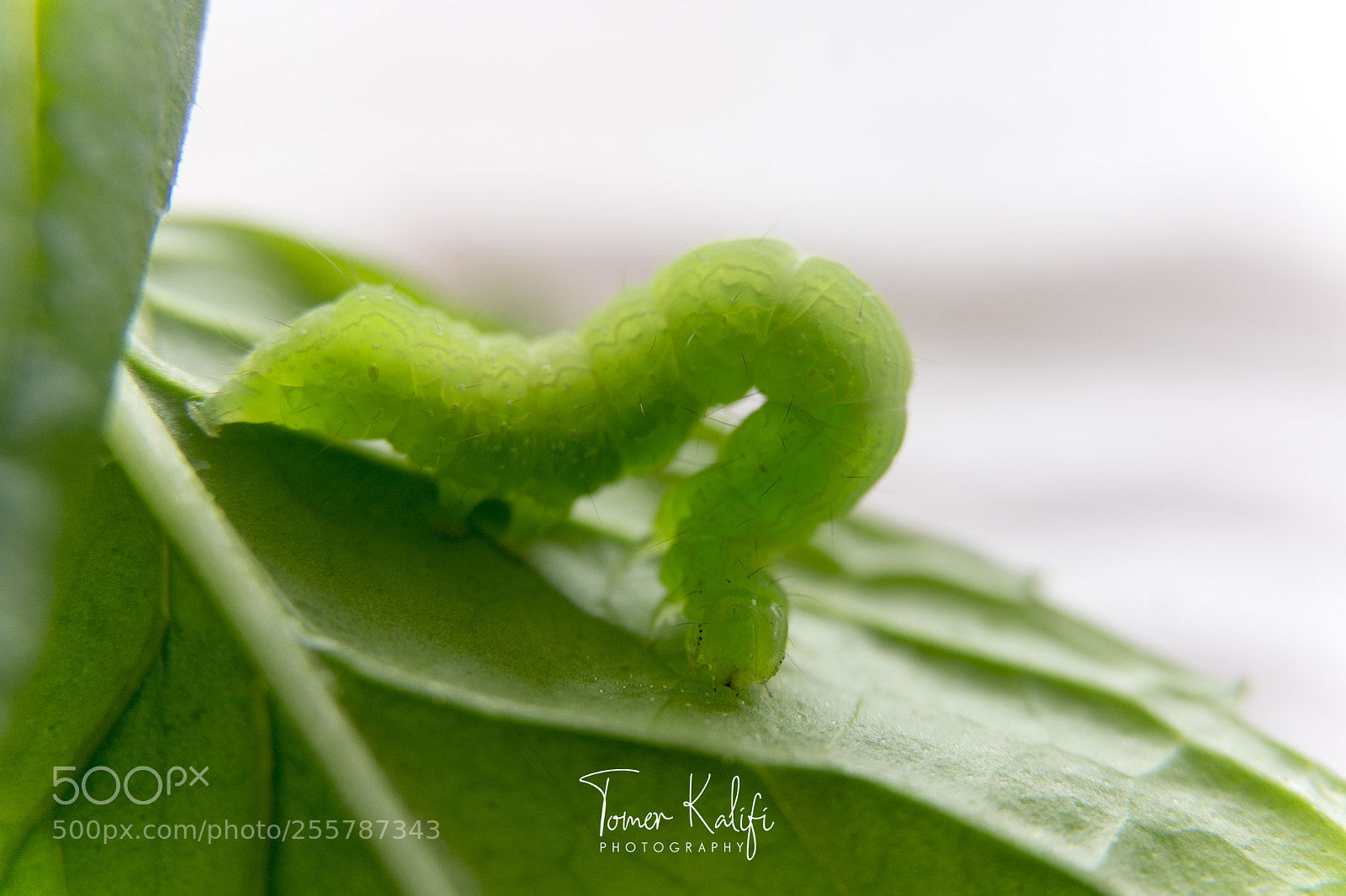 Sony a6000 sample photo. Worm photography