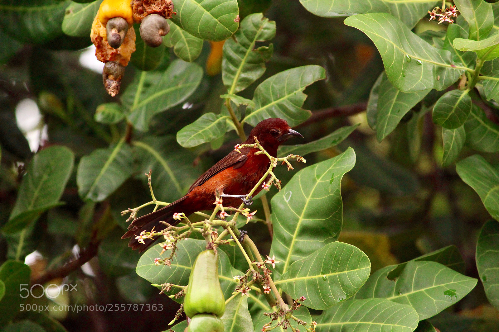 Canon EOS 700D (EOS Rebel T5i / EOS Kiss X7i) sample photo. The red bird... photography