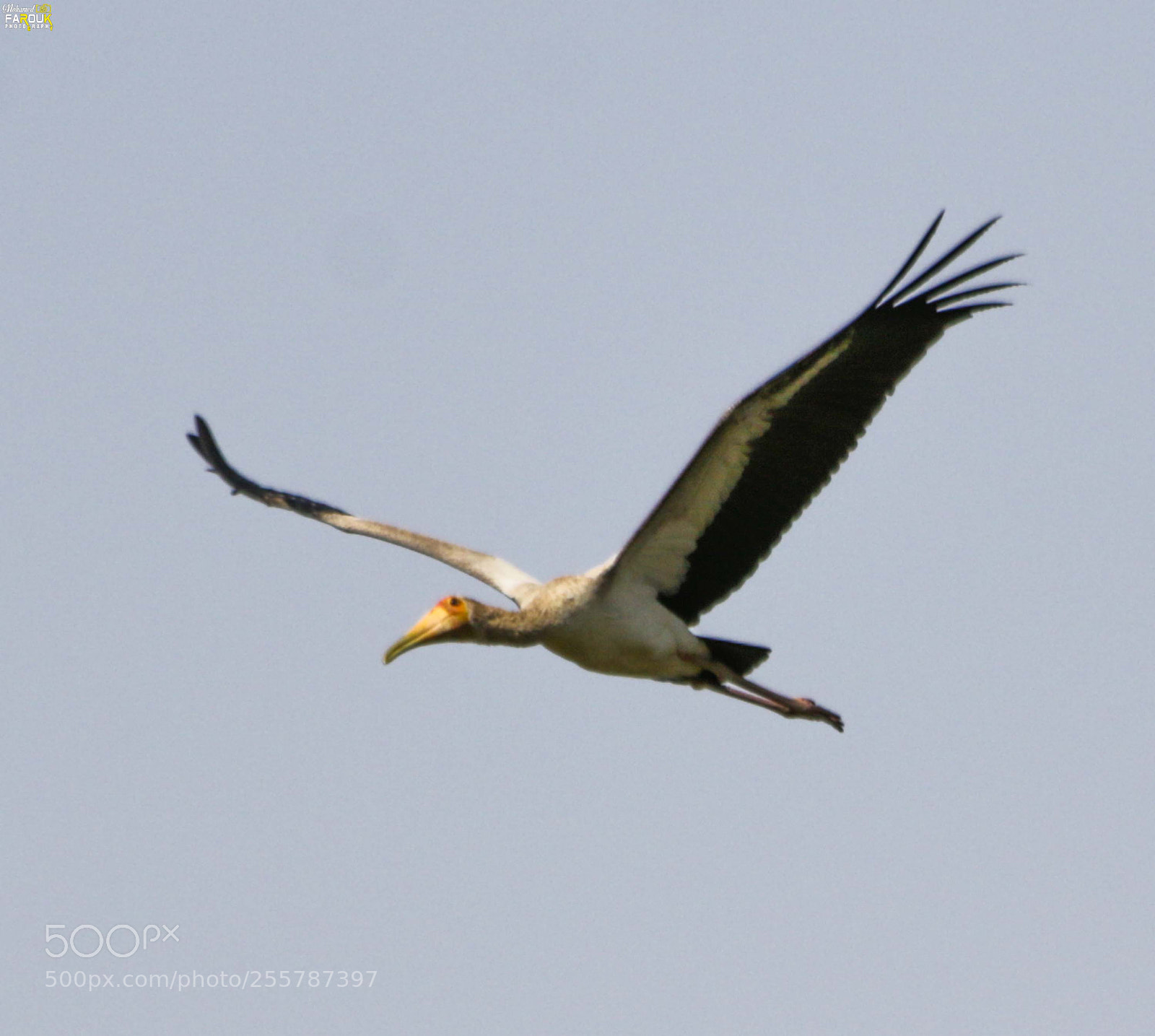 Canon EOS 70D sample photo. Yellow-billed stork photography
