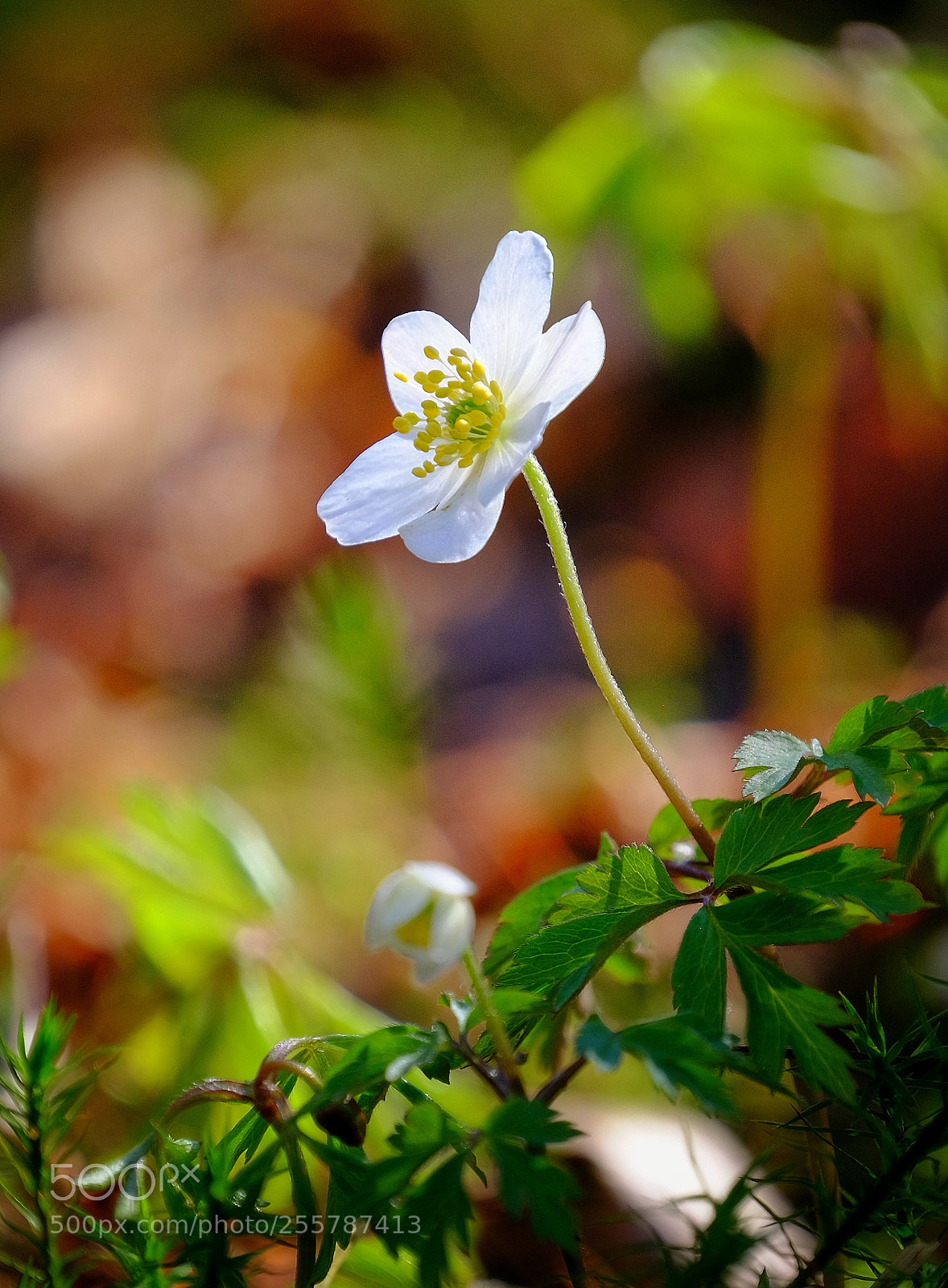 Fujifilm X-T1 sample photo. Springtime photography