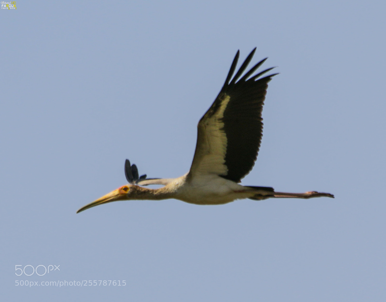 Canon EOS 70D sample photo. Yellow-billed stork photography