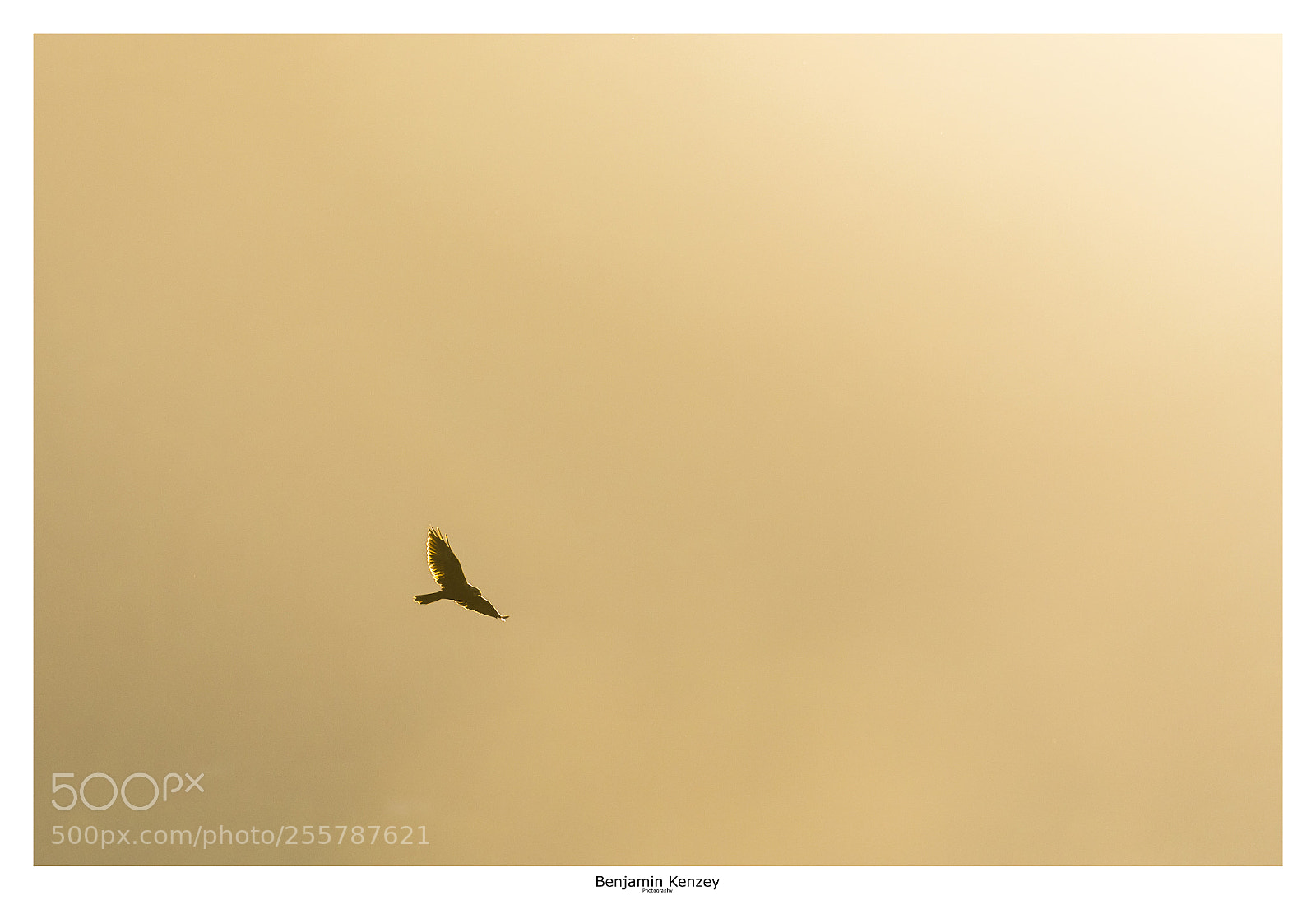 Canon EOS 5D Mark IV sample photo. Busard des roseaux vers photography