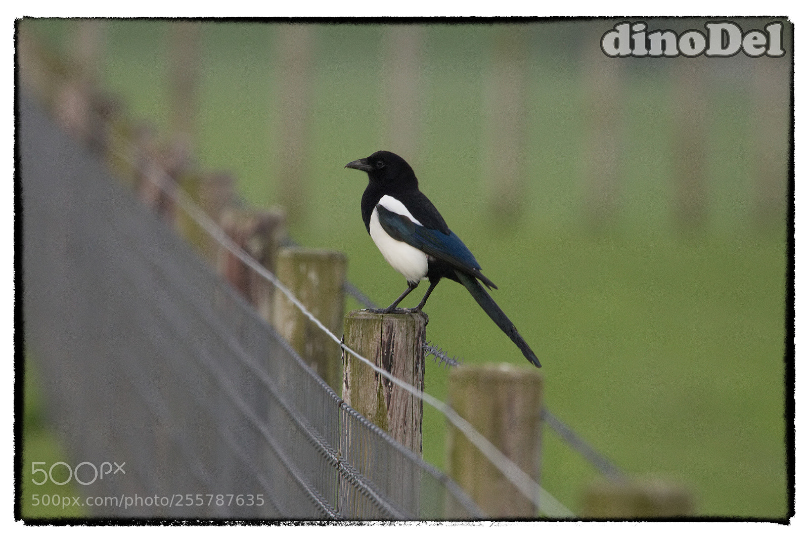 Canon EOS 700D (EOS Rebel T5i / EOS Kiss X7i) sample photo. Elster photography