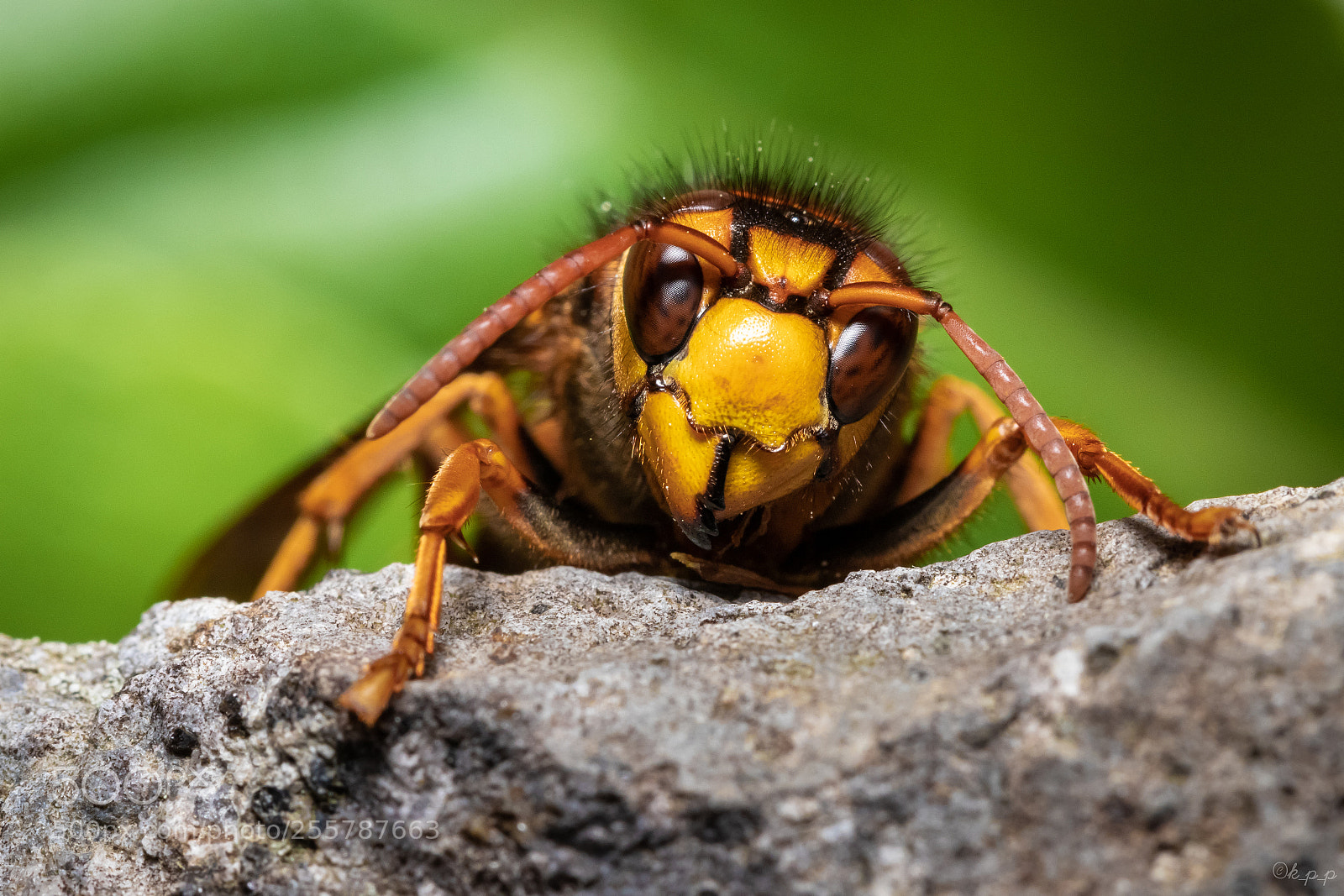 Canon EOS 80D sample photo. Hornet photography