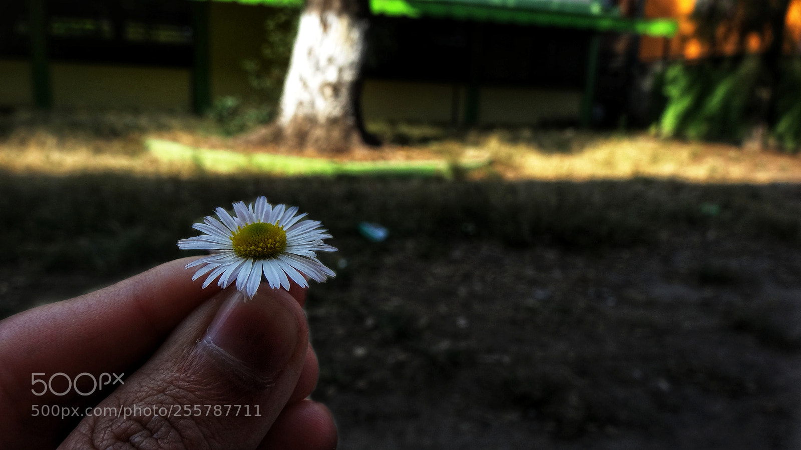 Sony Cyber-shot DSC-HX20V sample photo. Manzanilla photography