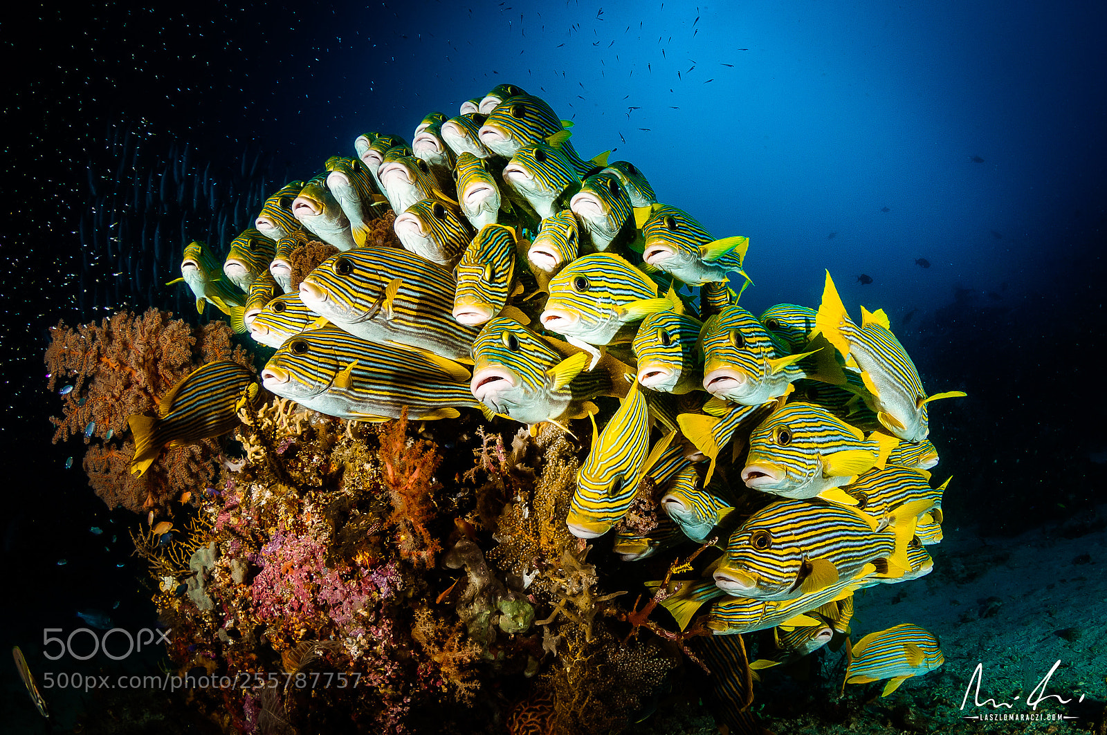 Nikon D300 sample photo. School of sweetlips photography
