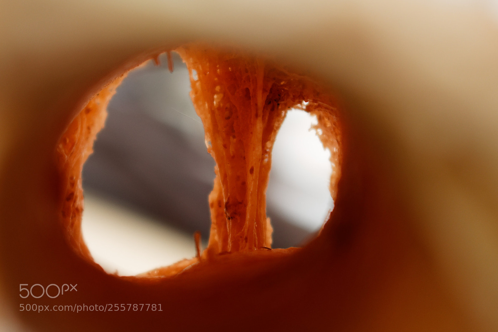 Canon EOS 700D (EOS Rebel T5i / EOS Kiss X7i) sample photo. Inside a bone photography