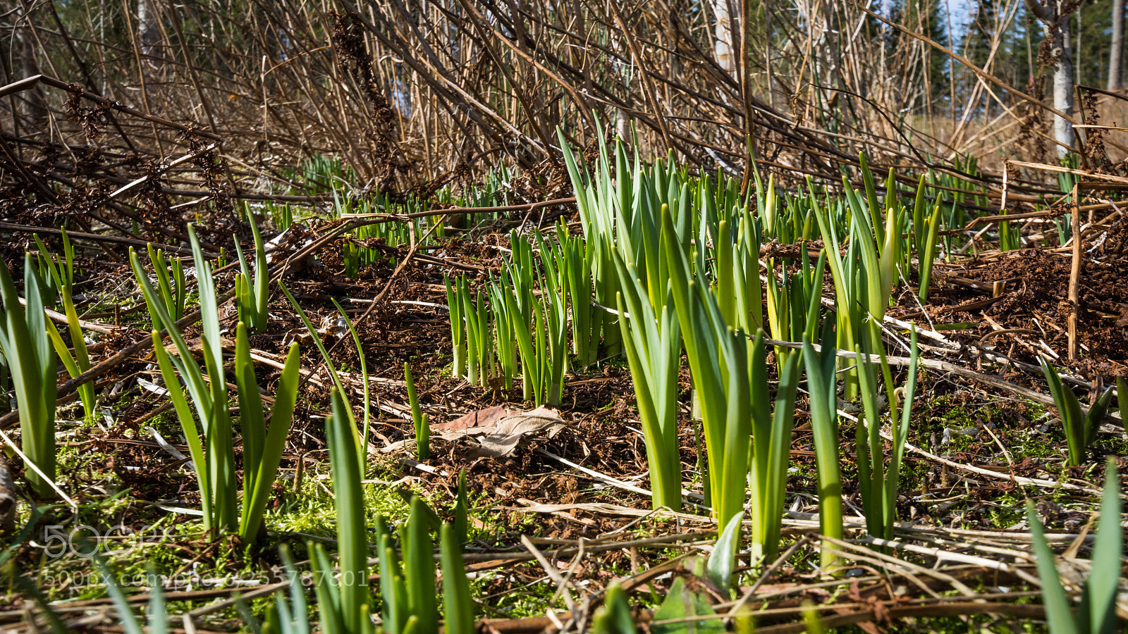 Nikon D7200 sample photo. Spring photography
