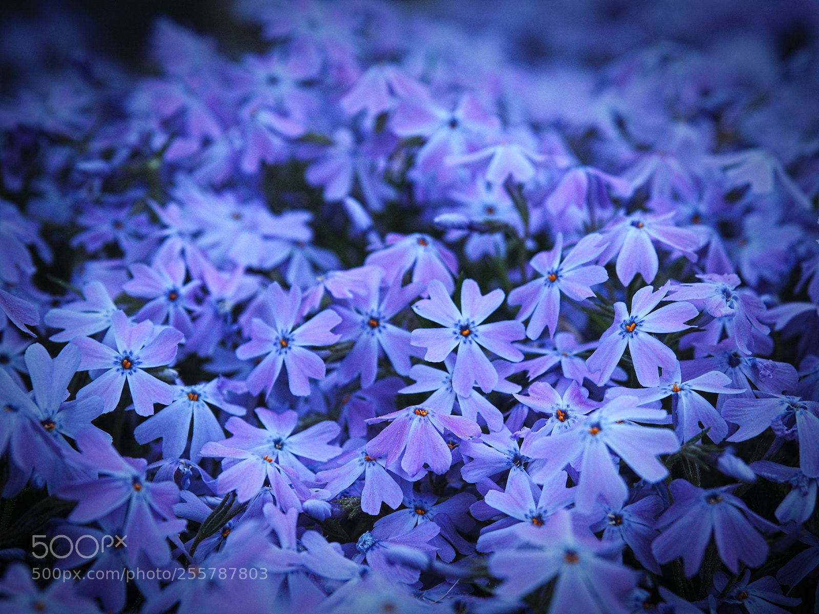 Olympus PEN E-PL5 sample photo. Blue field photography