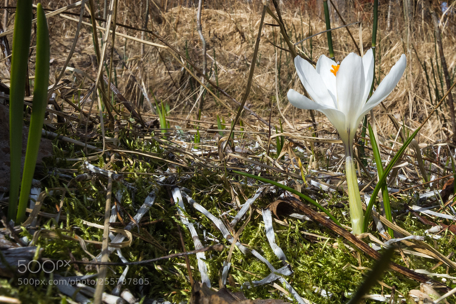 Nikon D7200 sample photo. Spring photography