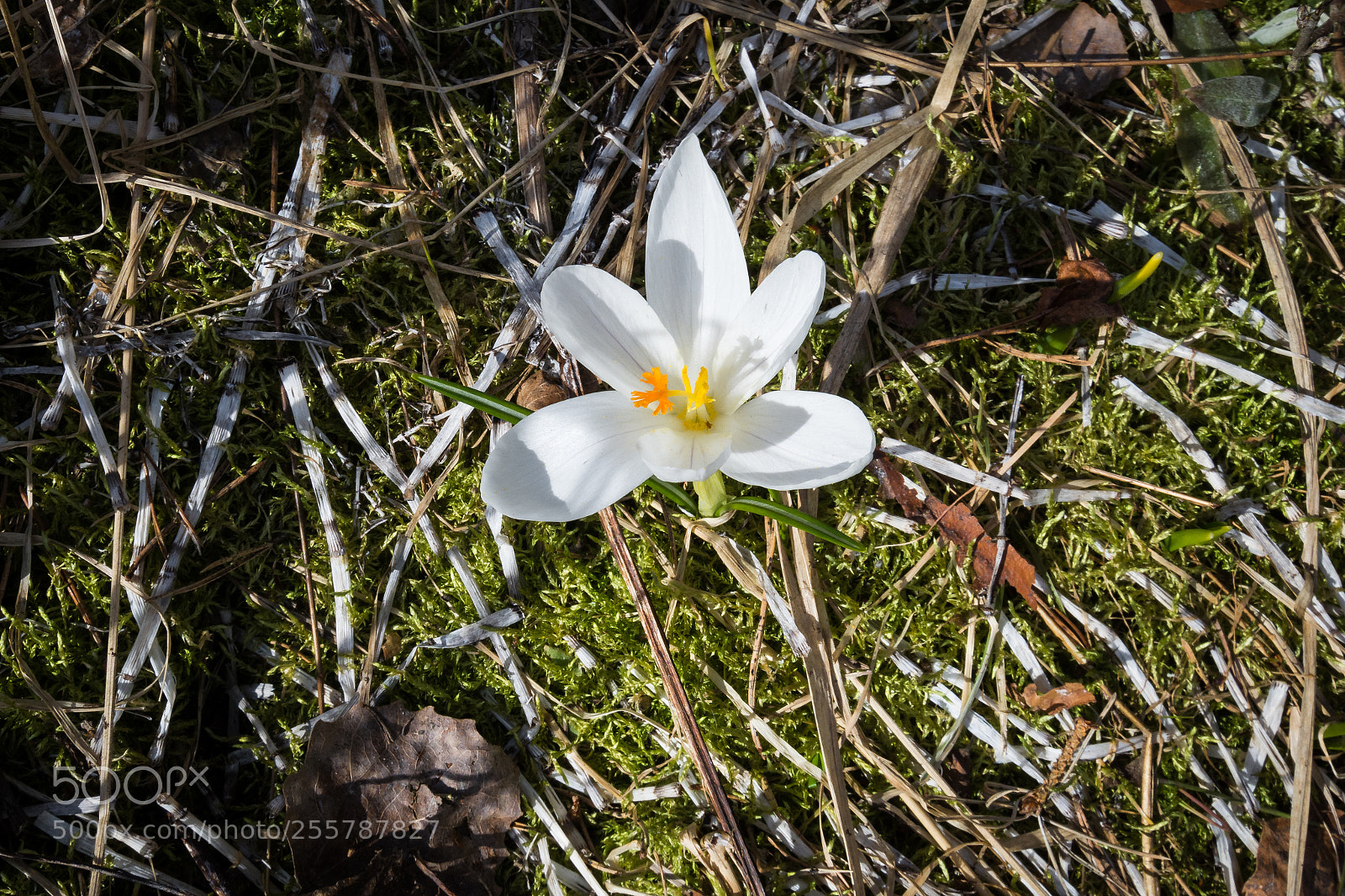Nikon D7200 sample photo. Spring photography