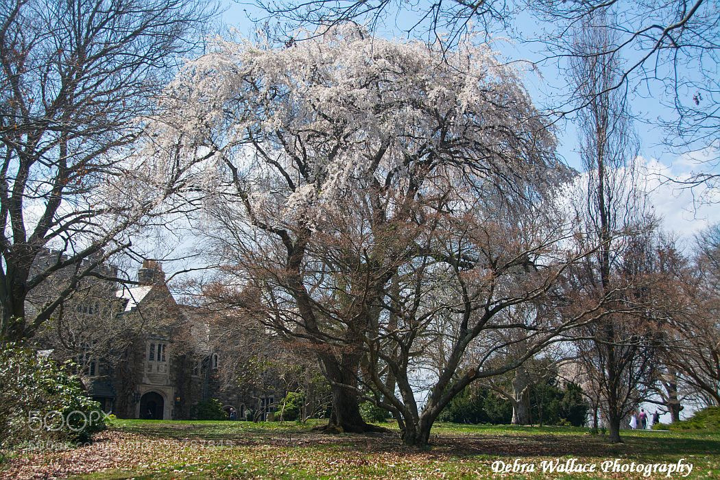 Nikon D7100 sample photo. Spring at skylands botanical photography
