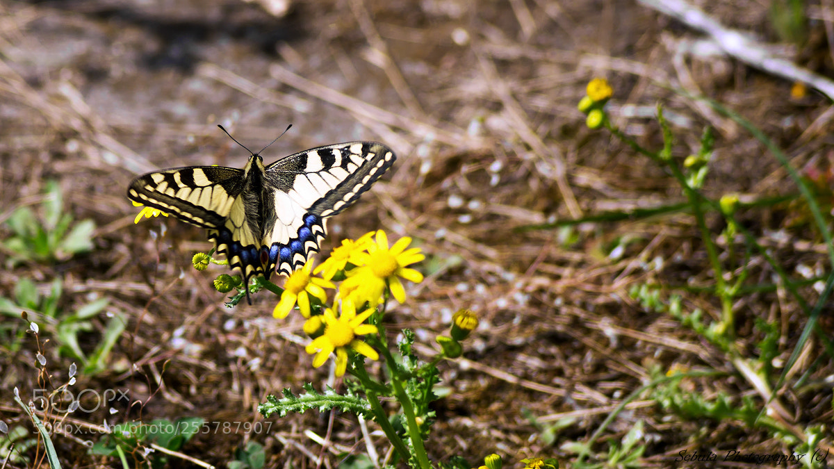 Sony SLT-A37 sample photo. Papilio machaon photography