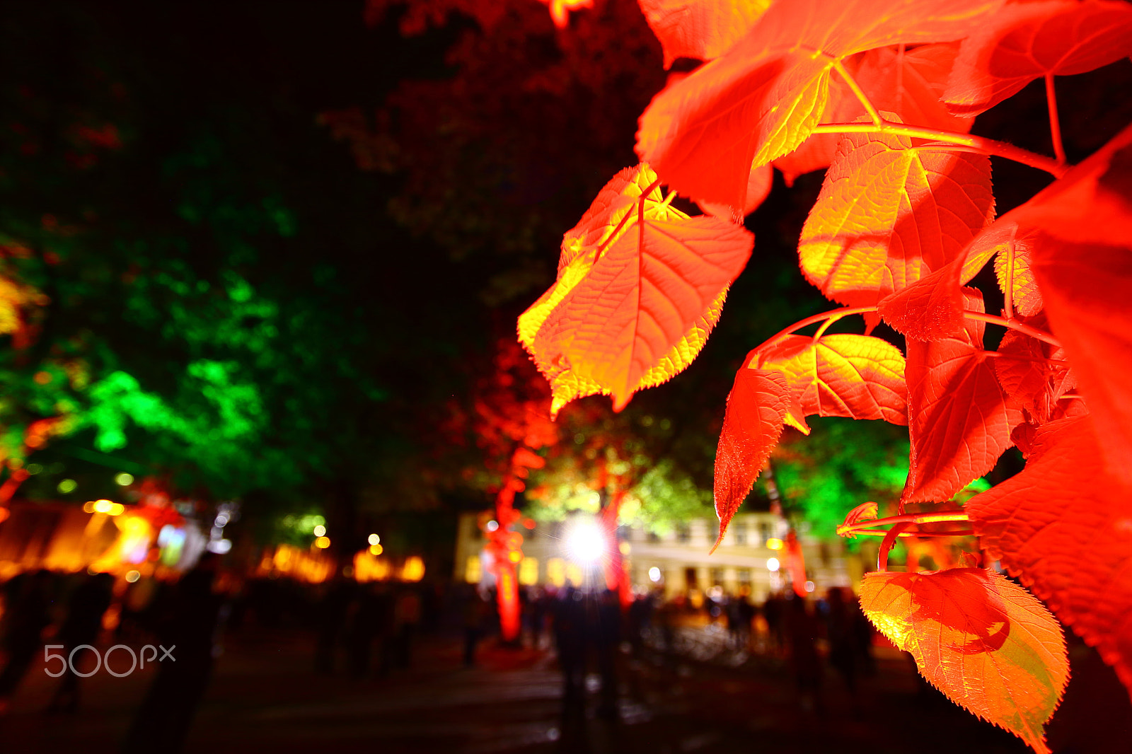 Canon EOS 50D sample photo. Colorful leaf photography