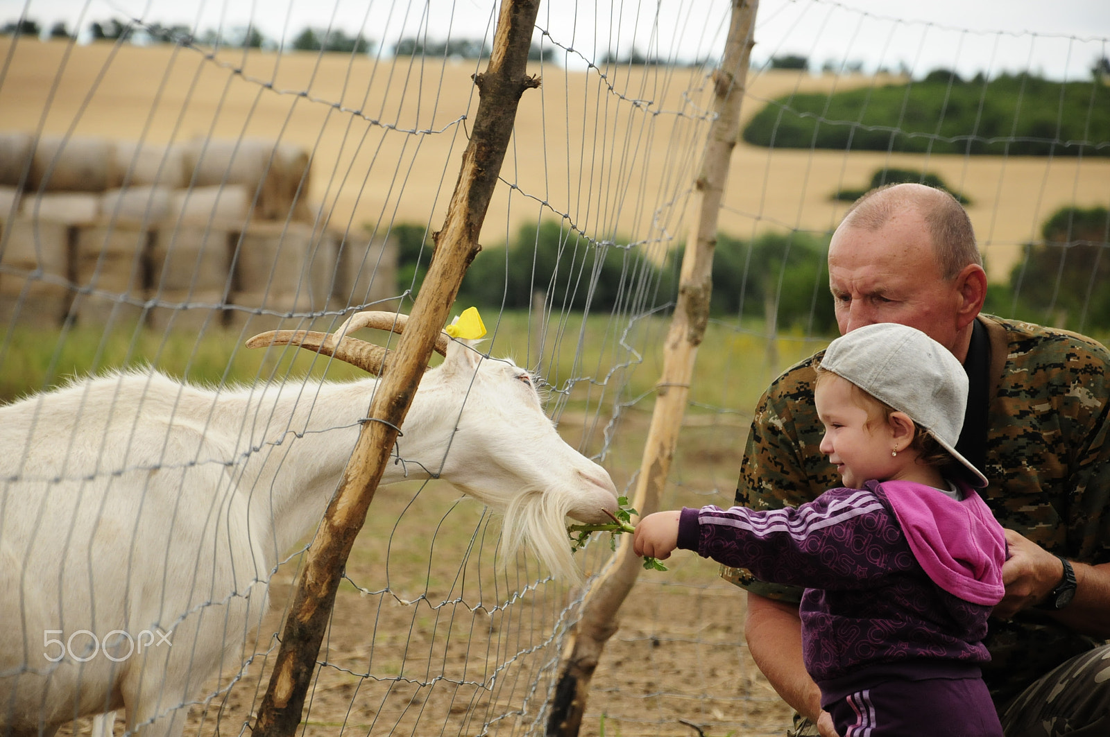 Nikon D300 sample photo. Krmenie photography